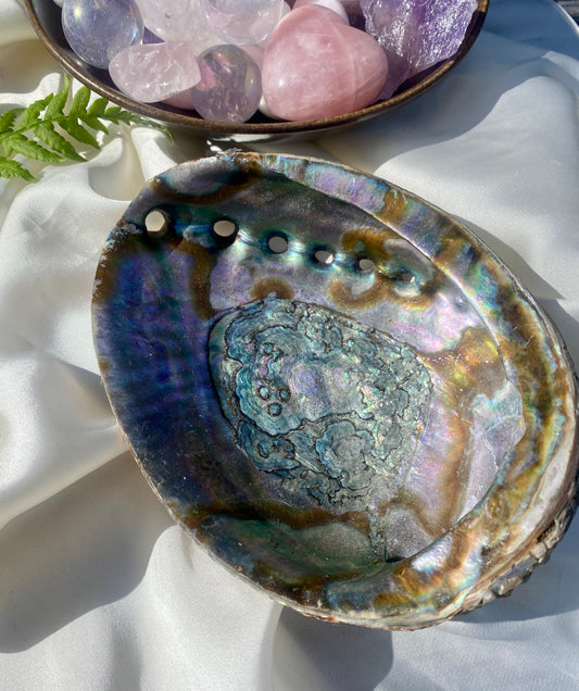 Abalone skal
